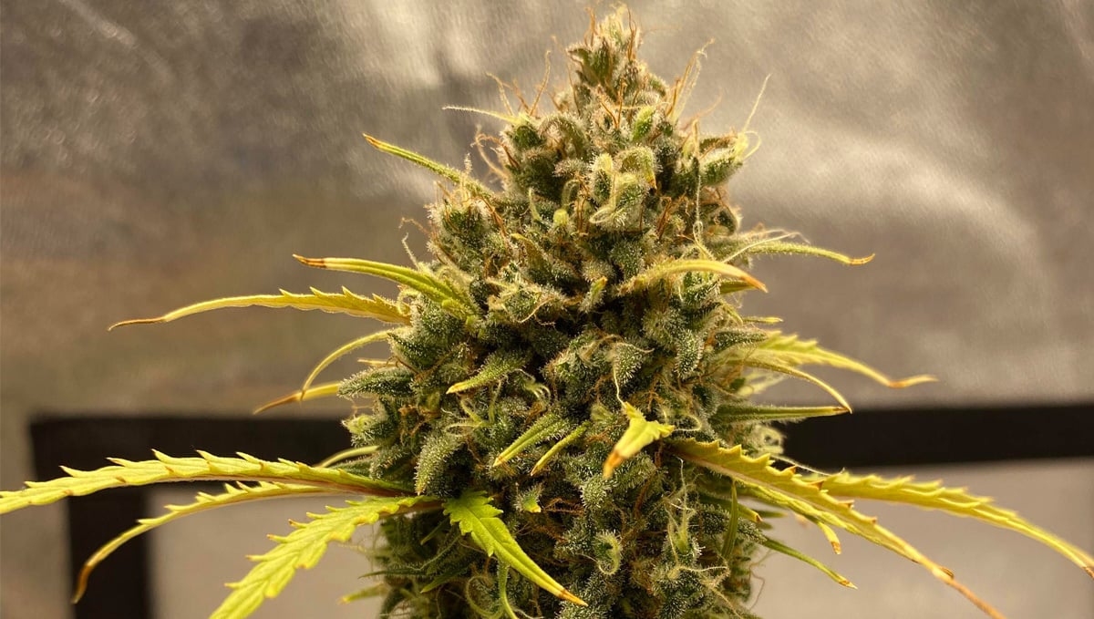 Strain History: Close Look at BubbleGum Auto by Fast Buds