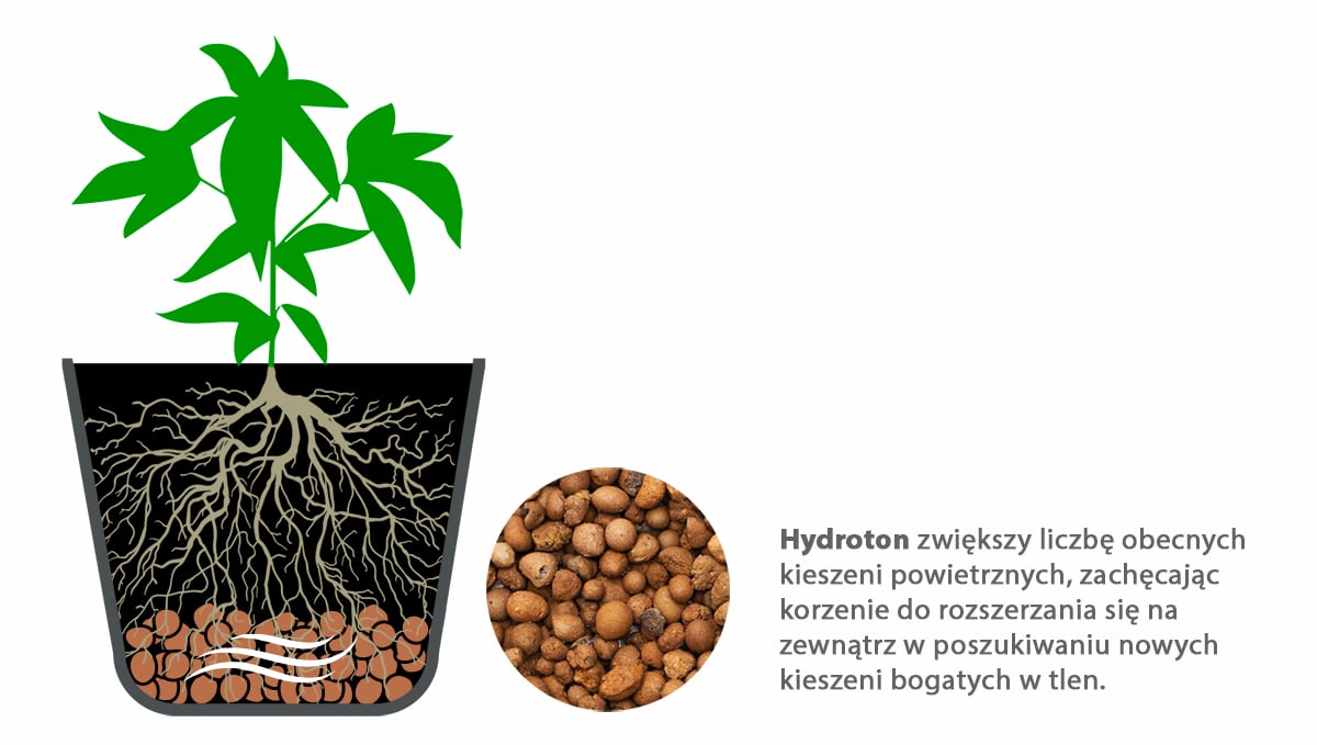 Best pot size for autoflowers: drainage