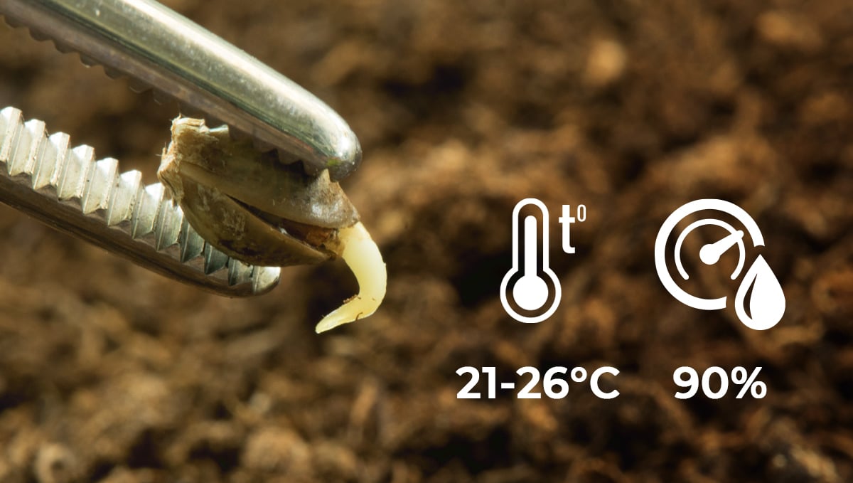 Germination guide: best conditions