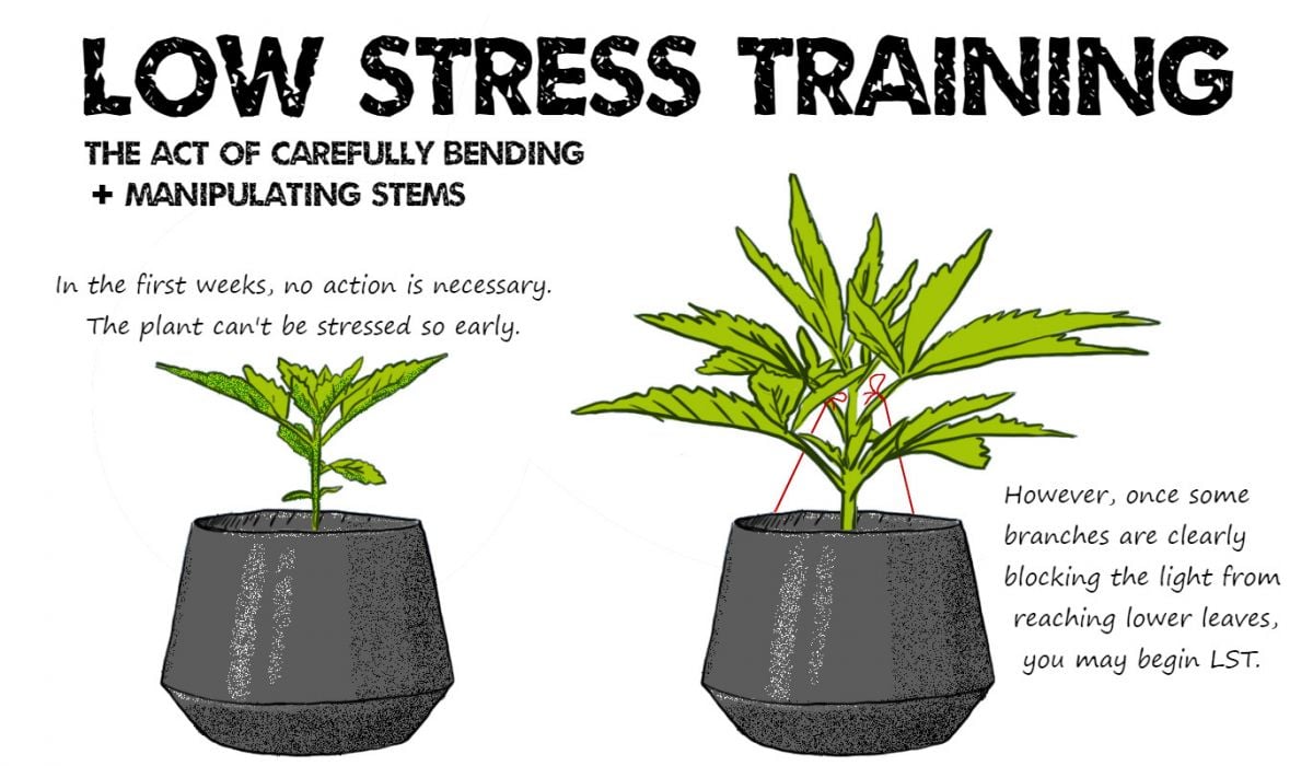 All About Autoflowers - Growth Factors: Low Stress Training