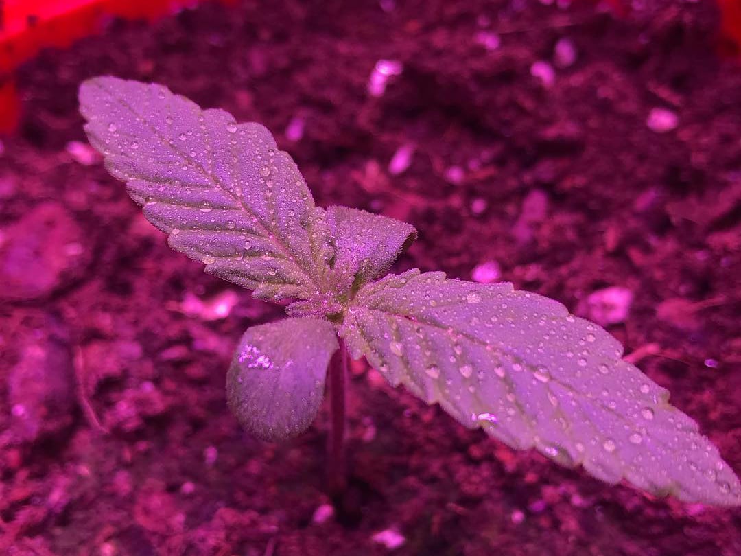 Fast Buds LSD-25 Growing in Soil