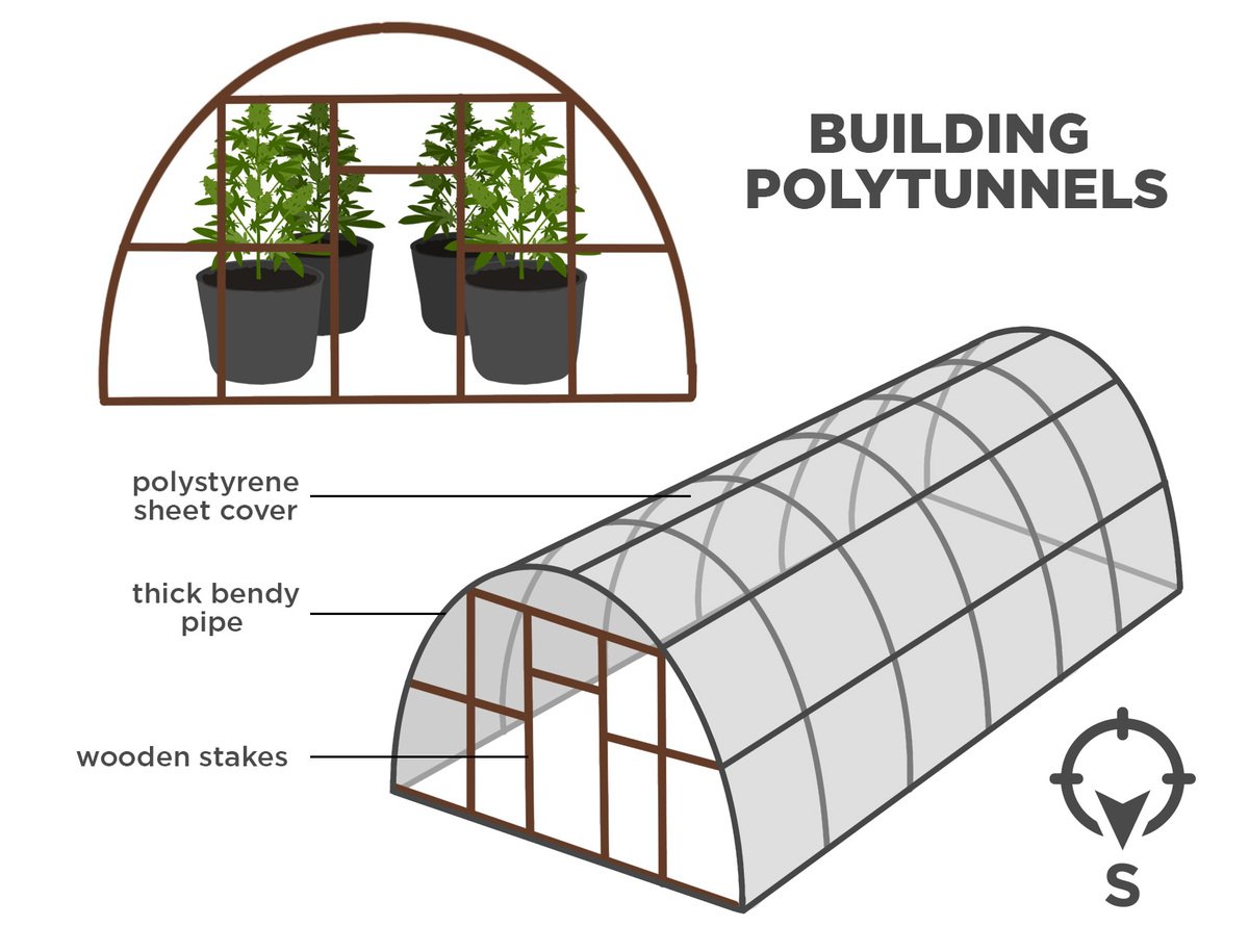 Top tips for growing autos in a greenhouse: polytunnels