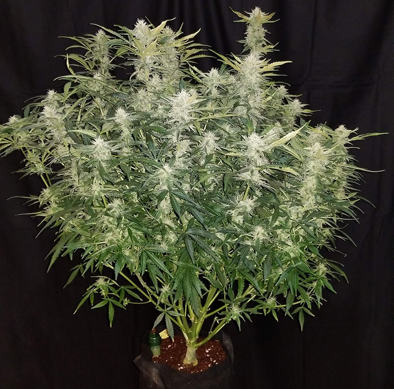 Best way to grow autoflower cannabis indoors