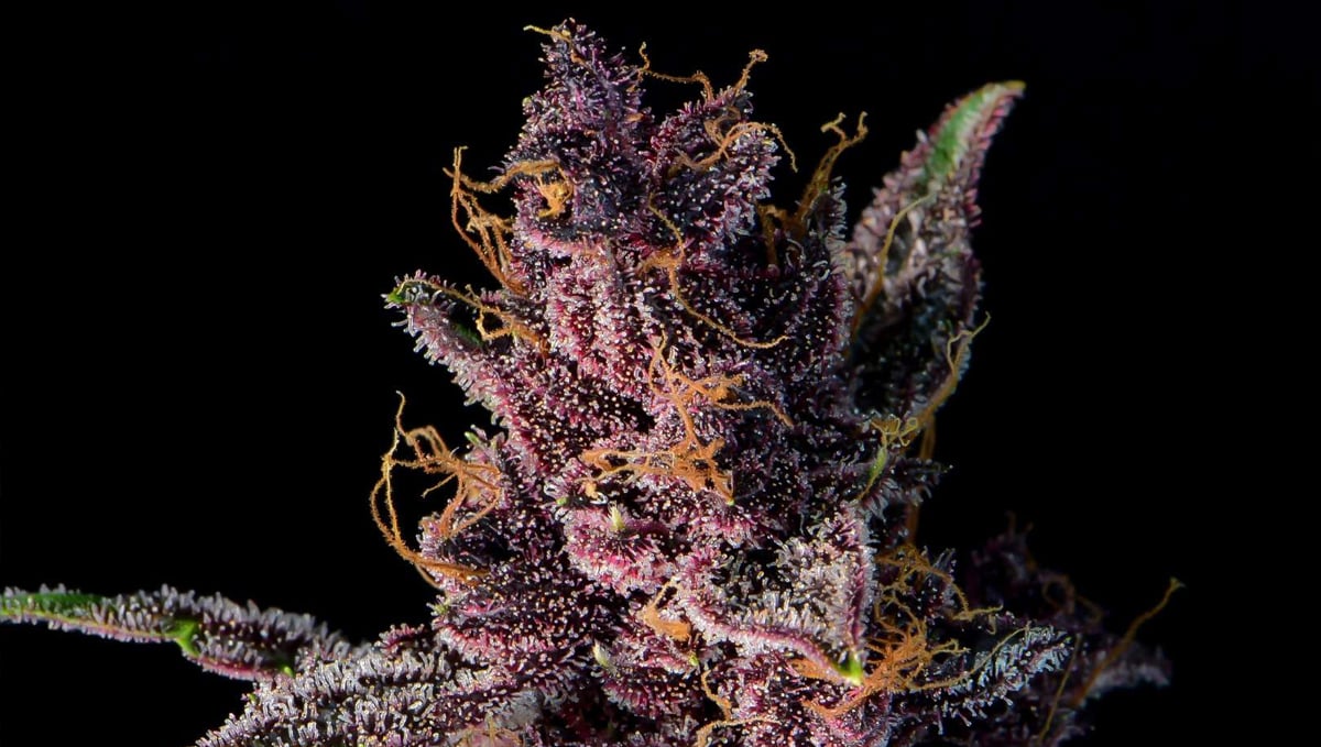 Top 10 strains to grow outdoors: Closer Look at Purple Lemonade Auto