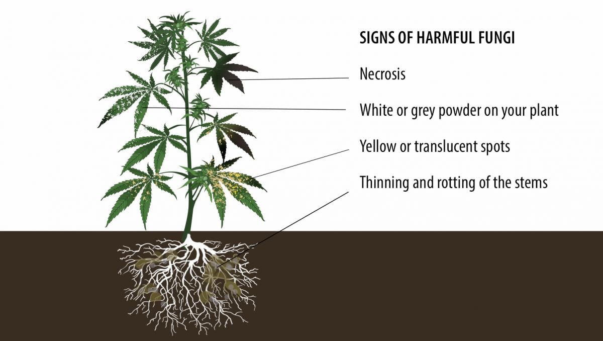Muffa Nella Cannabis: Tutto Ciò Da Sapere - Semi di Cannabis Autofiorenti  Fast Buds