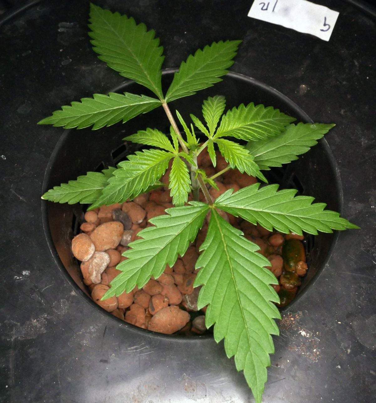 Fastbuds Gorilla glue BigDaddyK