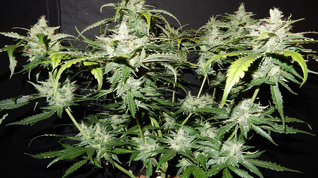 Fast Buds CBD Crack Autoflowering Cannabis Seeds