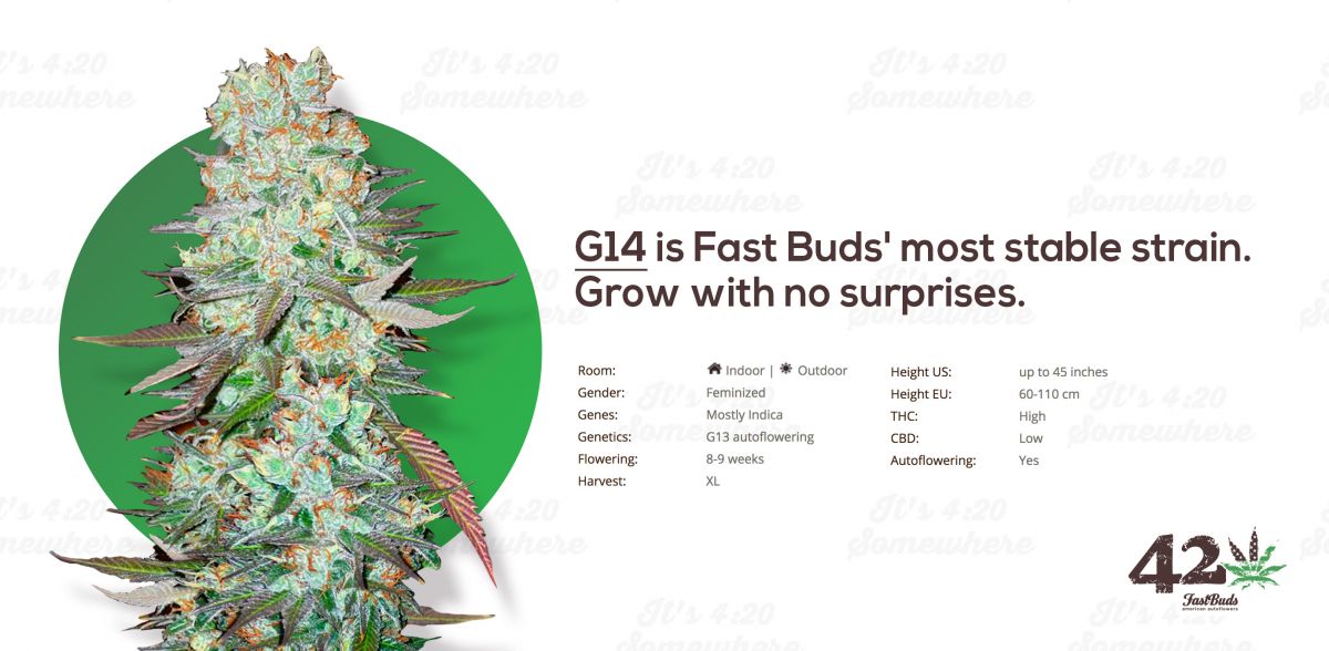 Fast Buds' Autoflowering G13, AKA G14