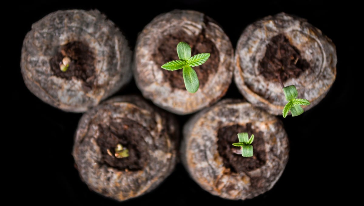 Steinwollwürfel mit frisch gekeimten Cannabispflanzen