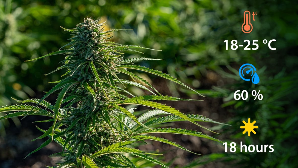 Growing Autoflowering Cannabis Outdoors: optimal conditions for cannabis