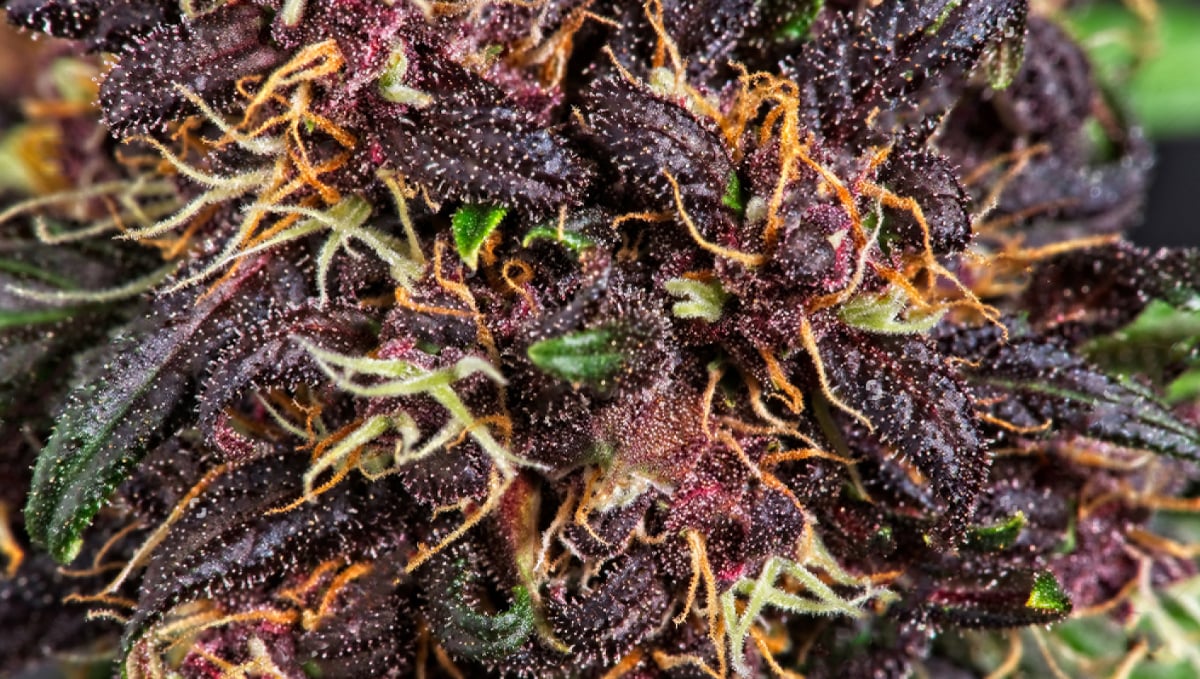Why do cannabis turns purple?: genetics