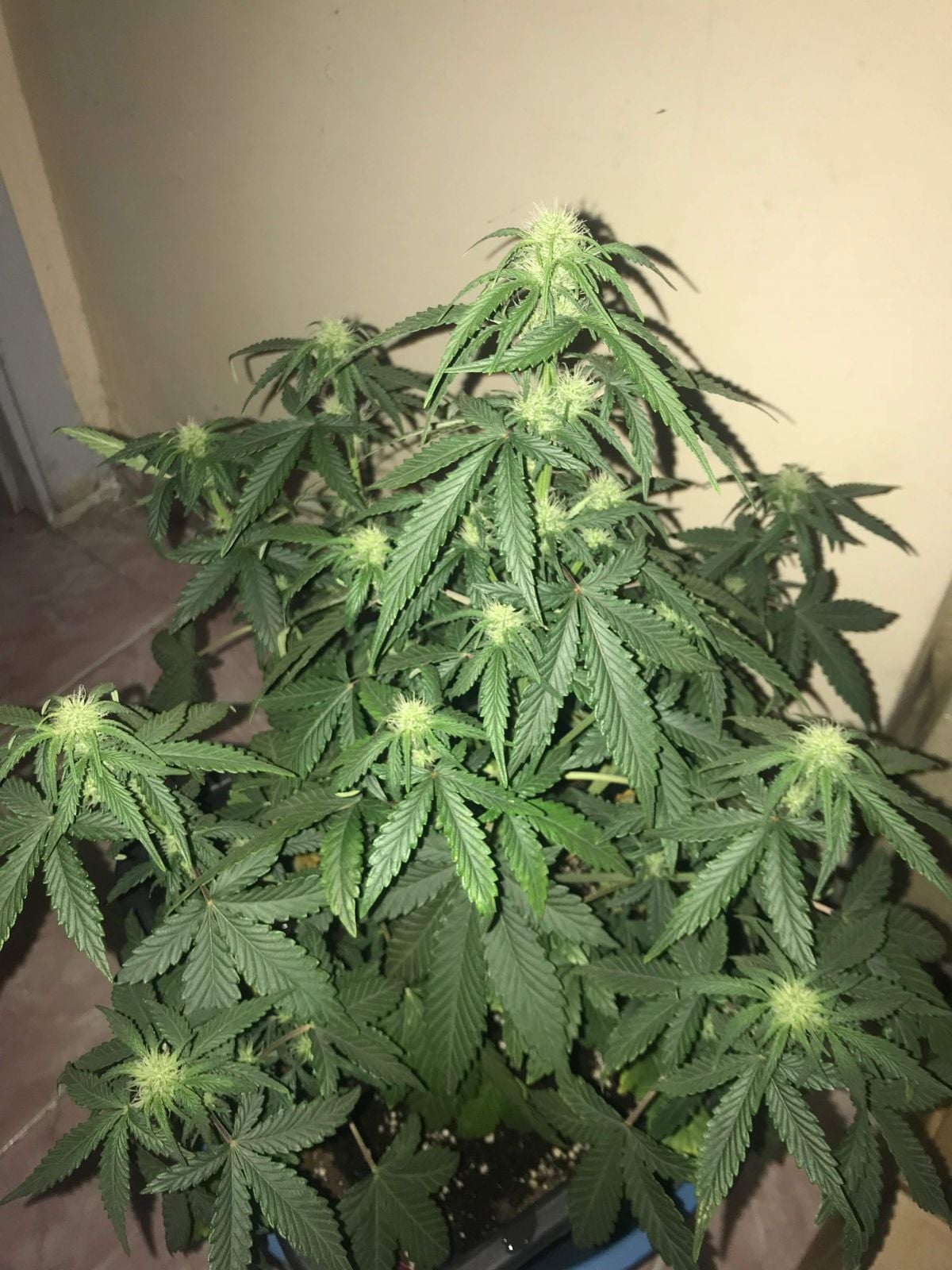fastbuds week 5 GG by fastclub