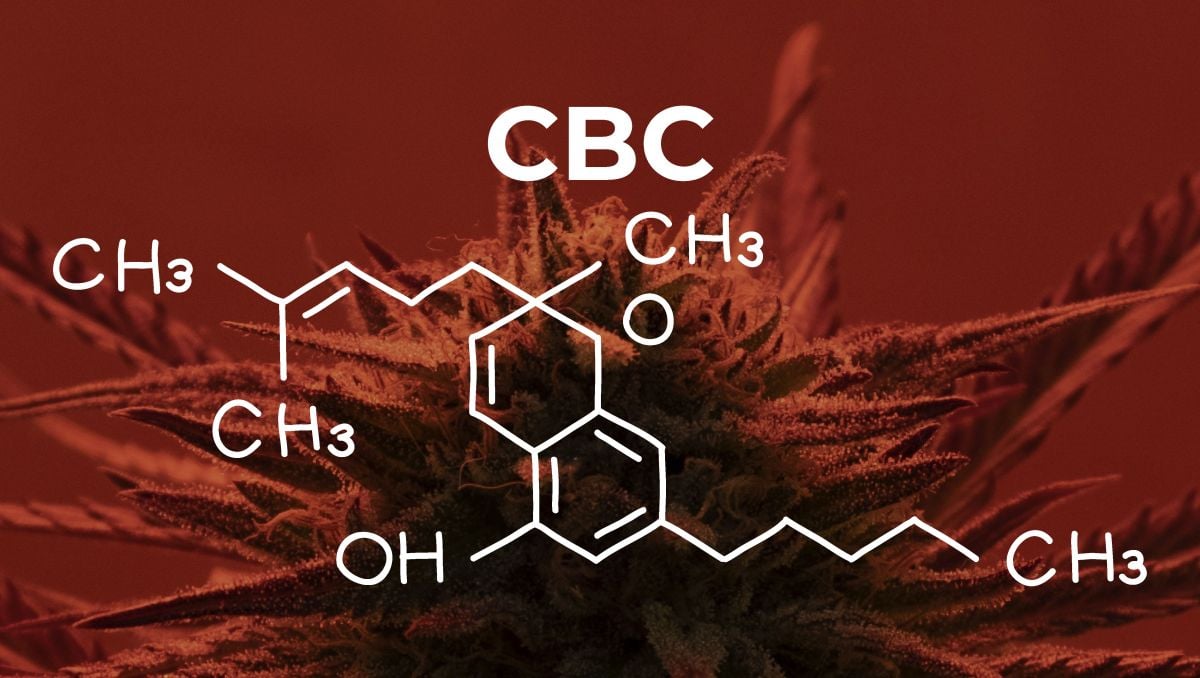 Cannabichromene or CBC is one of the 6 major cannabinoids.