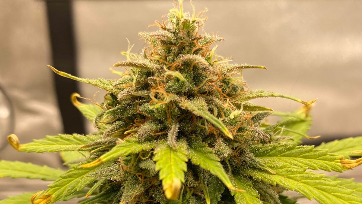 Strain History: Close Look at Original Cheese Auto by Fast Buds #3