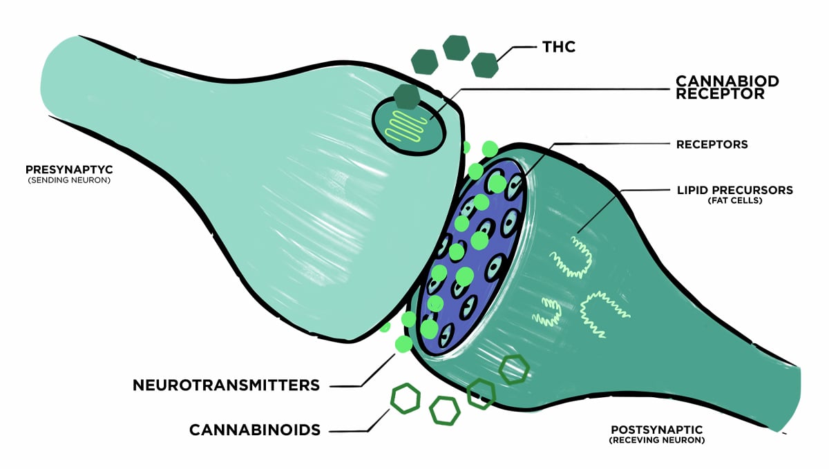 Non-marijuana cannabinoids: endocannabinoid system
