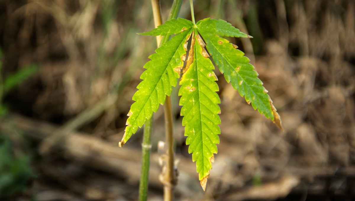 Передозировка марихуаной симптомы настой конопляного семени