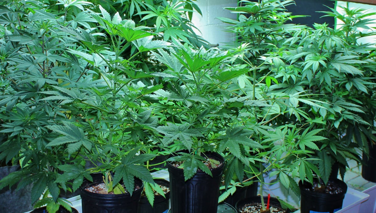 Mother plant care: choose the strain