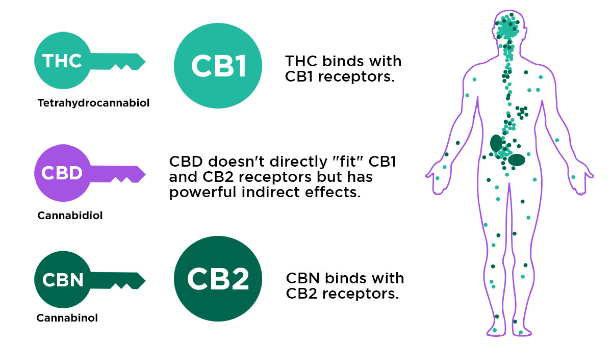 Vaporizzatori di erbe secche: Tutto quello che devi sapere - Semi di  Cannabis Autofiorenti Fast Buds