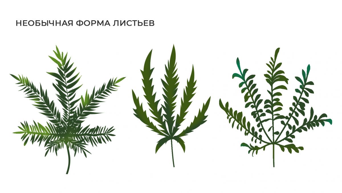 Распространенные мутации: необычная форма листьев