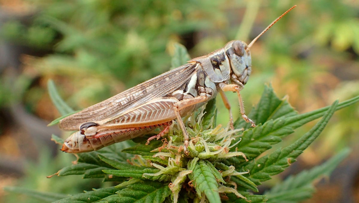 The first sign of a grasshopper pest nearby is the chirping sound at night.