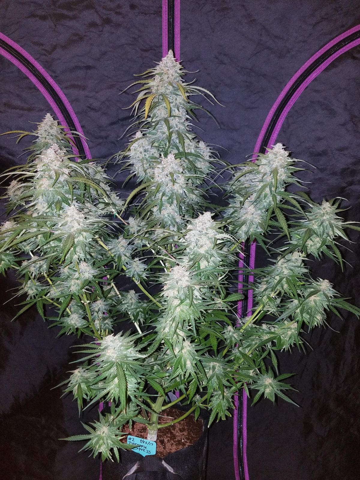 Fast Buds Pineapple Express grown indoors