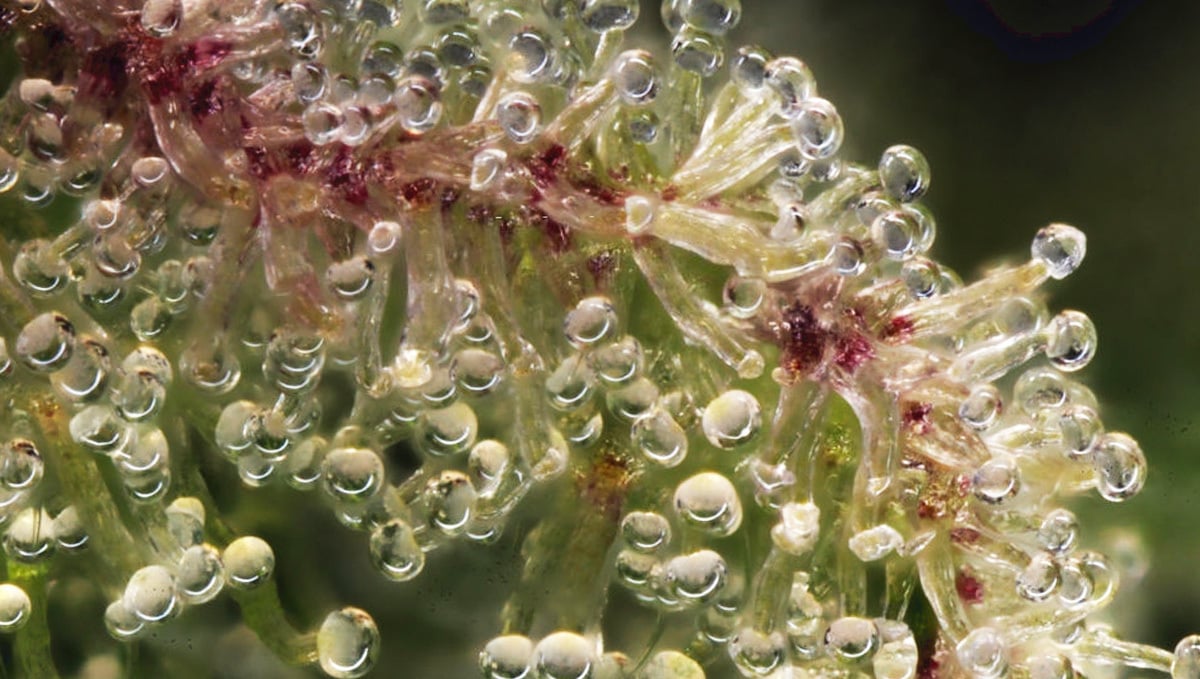 Cannabis Concentrates: Trichomes Close Look