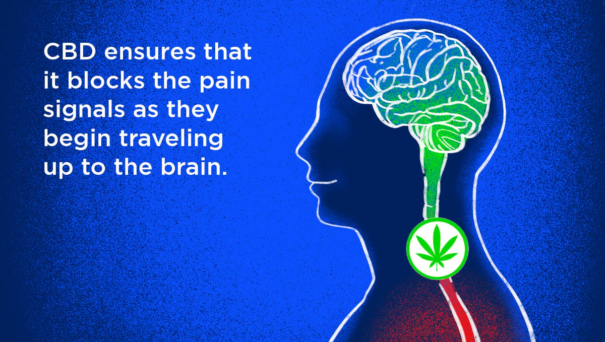 Can Medical Cannabis Relieve Chronic Pain?: CBD Blocks Pain Signals That Are Being Sent To The Brain