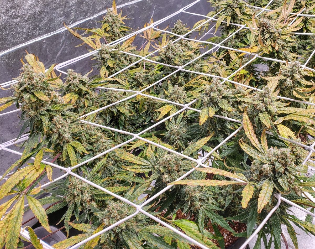 SmoothieAuto by JohnnyBlaz3 