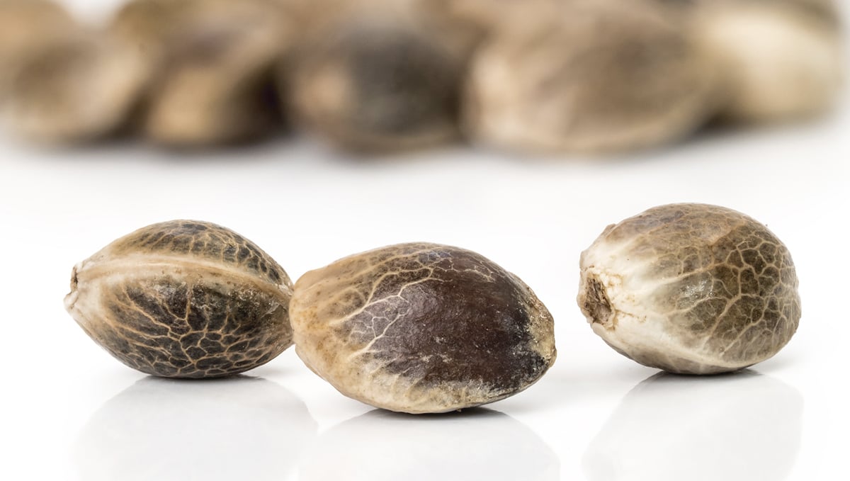 Germination guide: storing seeds