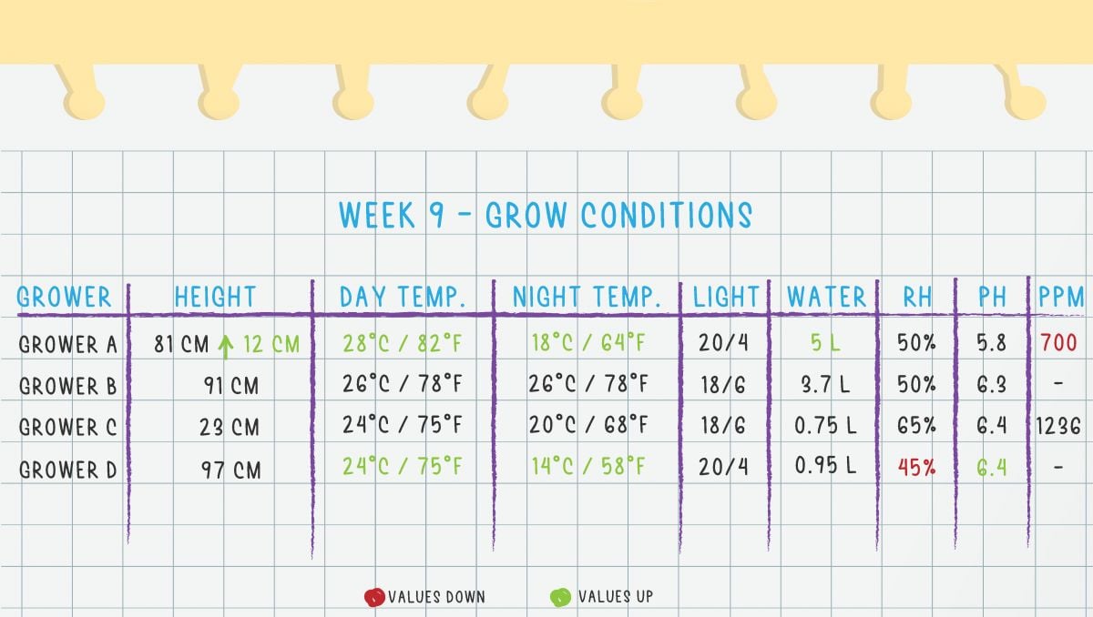 Orange Sherbet Auto Cannabis Strain Week-by-Week Guide: Week 9 grow conditions