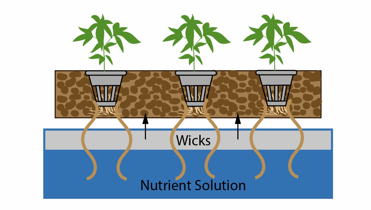 Autoflowering cannabis in hydro: wick system