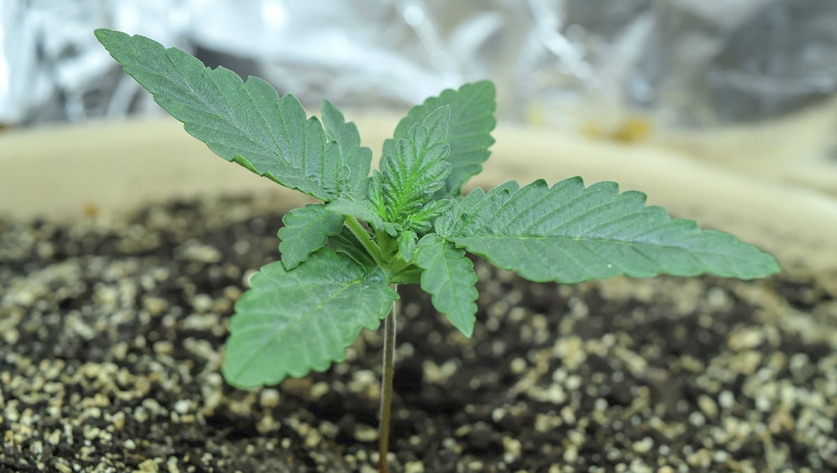 Common cannabis seedling problems: healthy seedlings