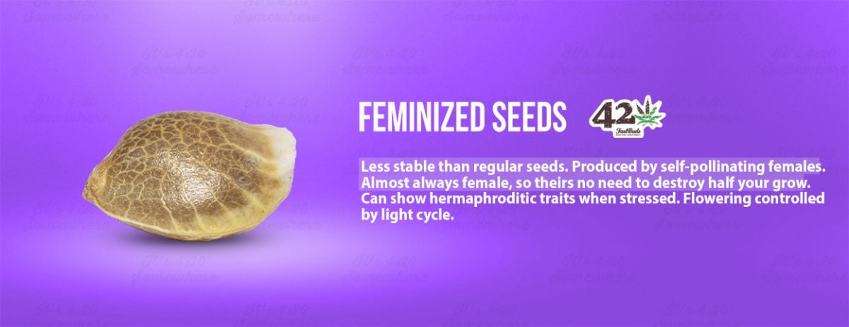 A description of feminized cannabis seeds