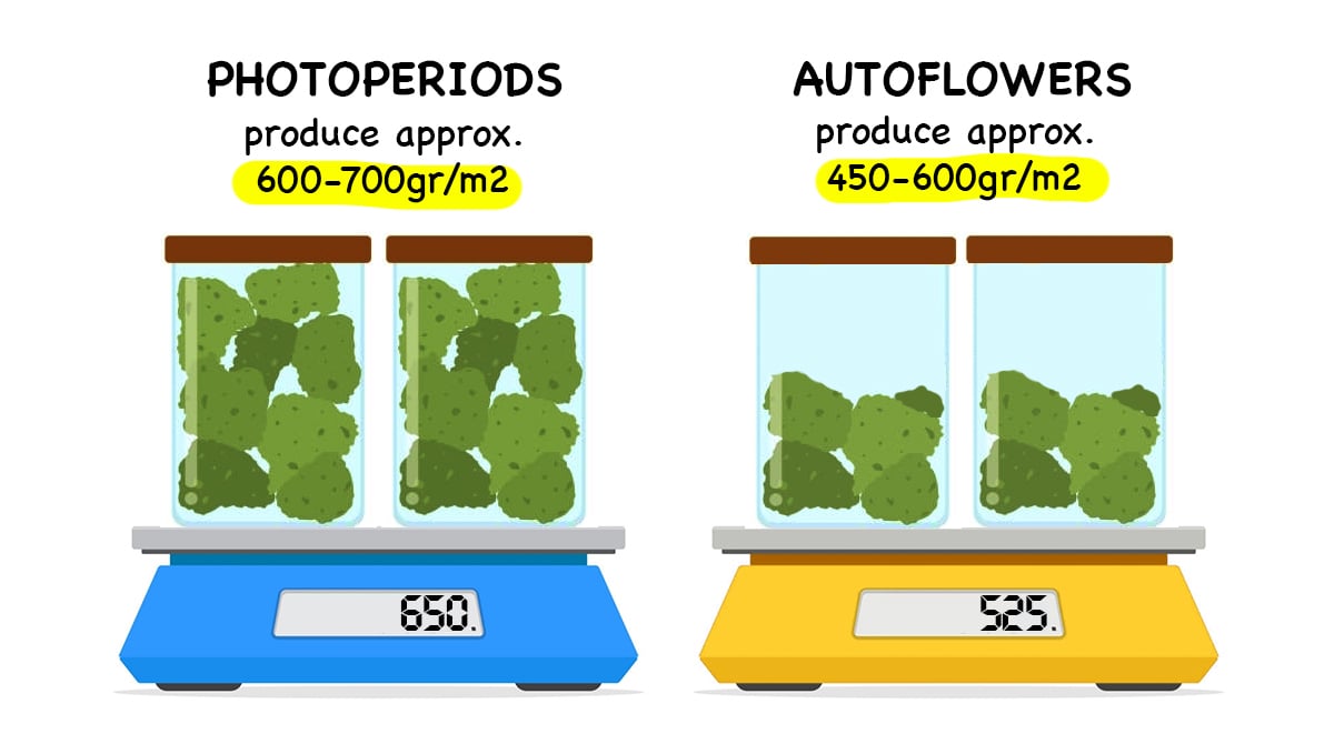 Photoperiods vs autoflowers: yields