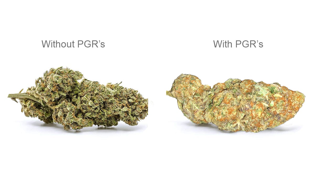 What are synthetic pgrs: differences