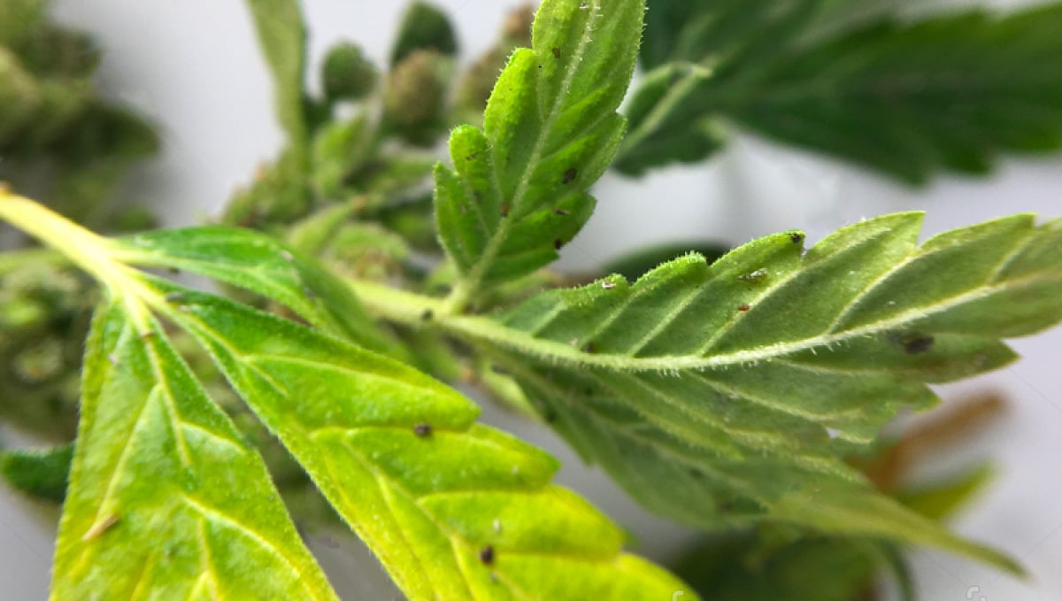 Most Common Pests In Cannabis: Symptoms of Aphids Infection