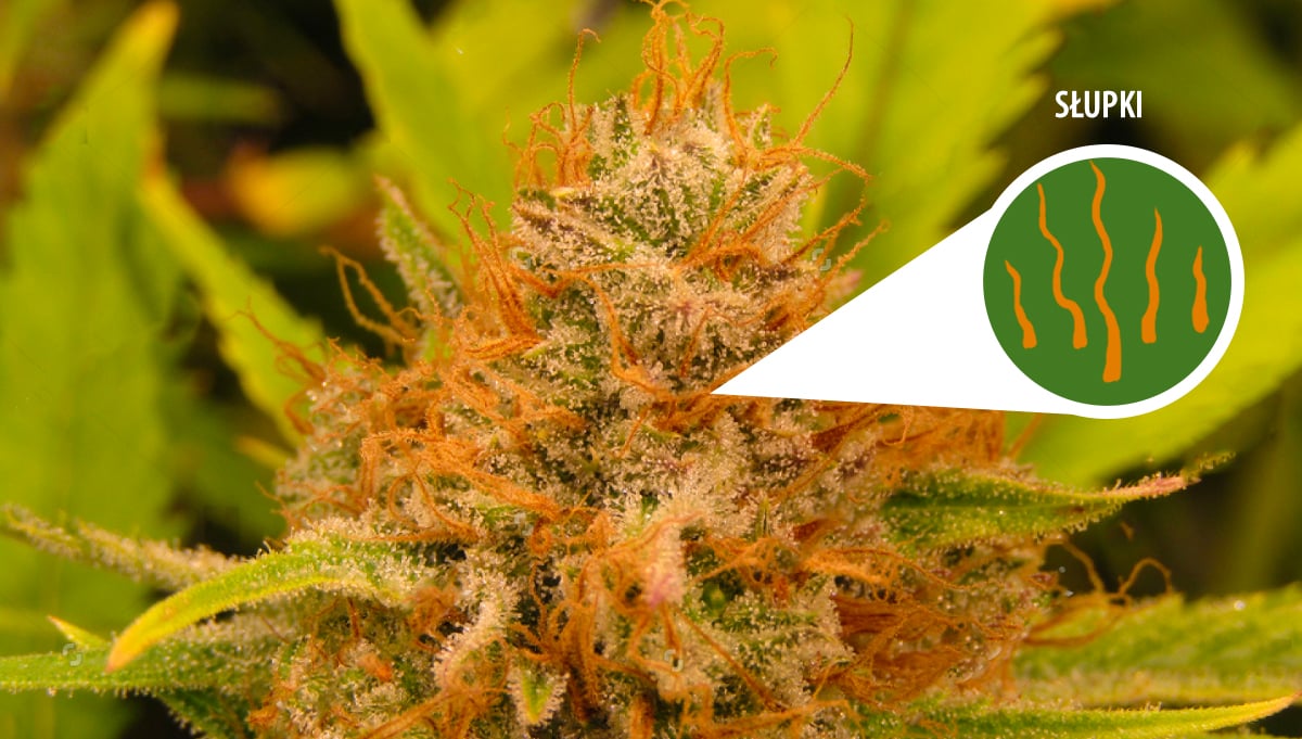 Harvest Your Autoflowering Cannabis: brown stigmas