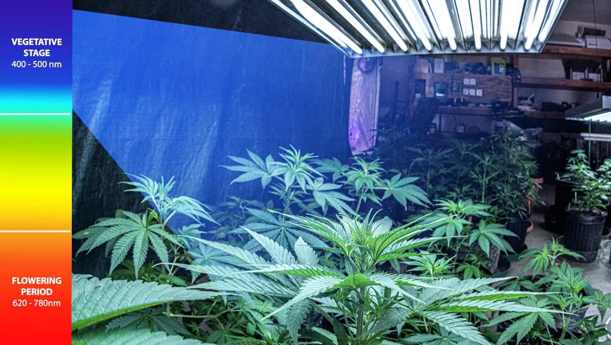 Marijuana grow light cycle