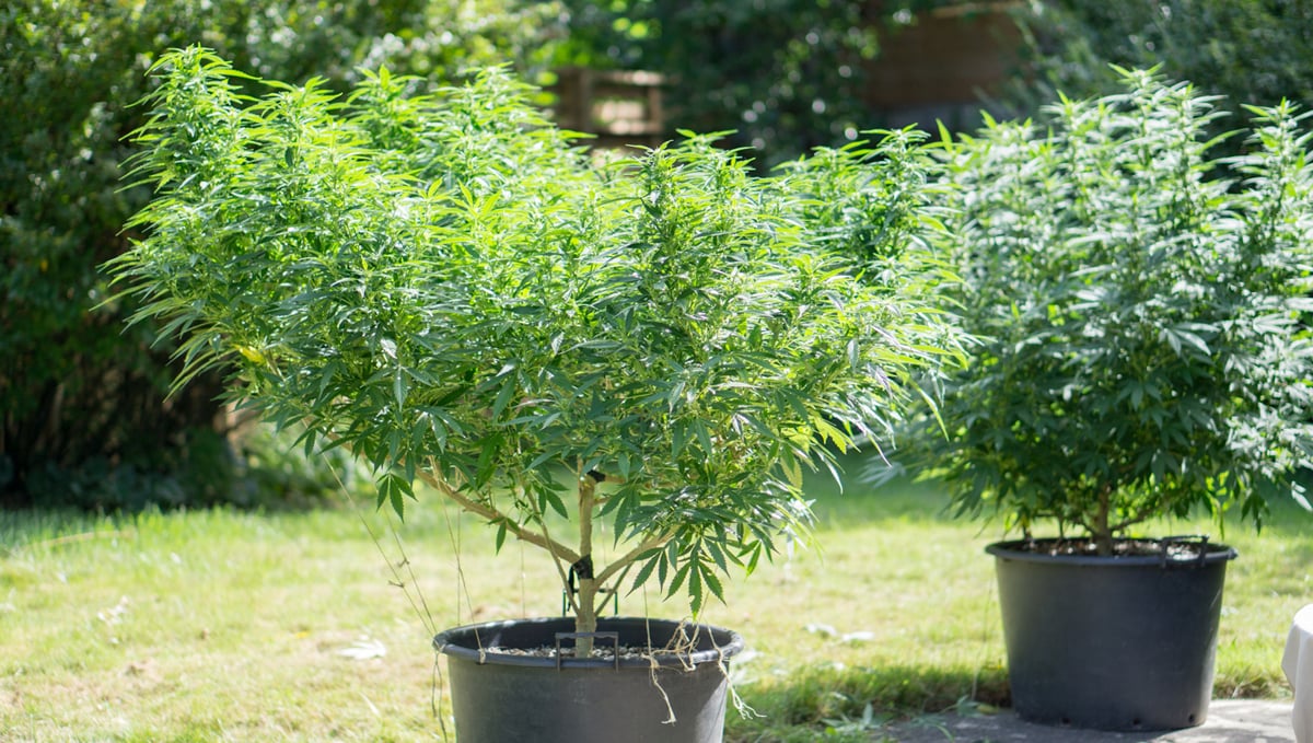 Mother plant care: the benefits