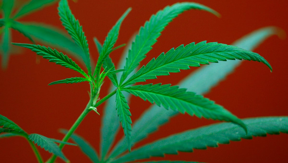 Myrcene is a great analgesic and inflammation treatment.