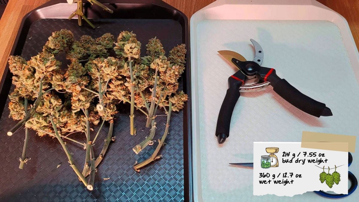 Gorilla Cookies Auto Cannabis Strain Week-by-Week Guide: Freshly trimmed buds