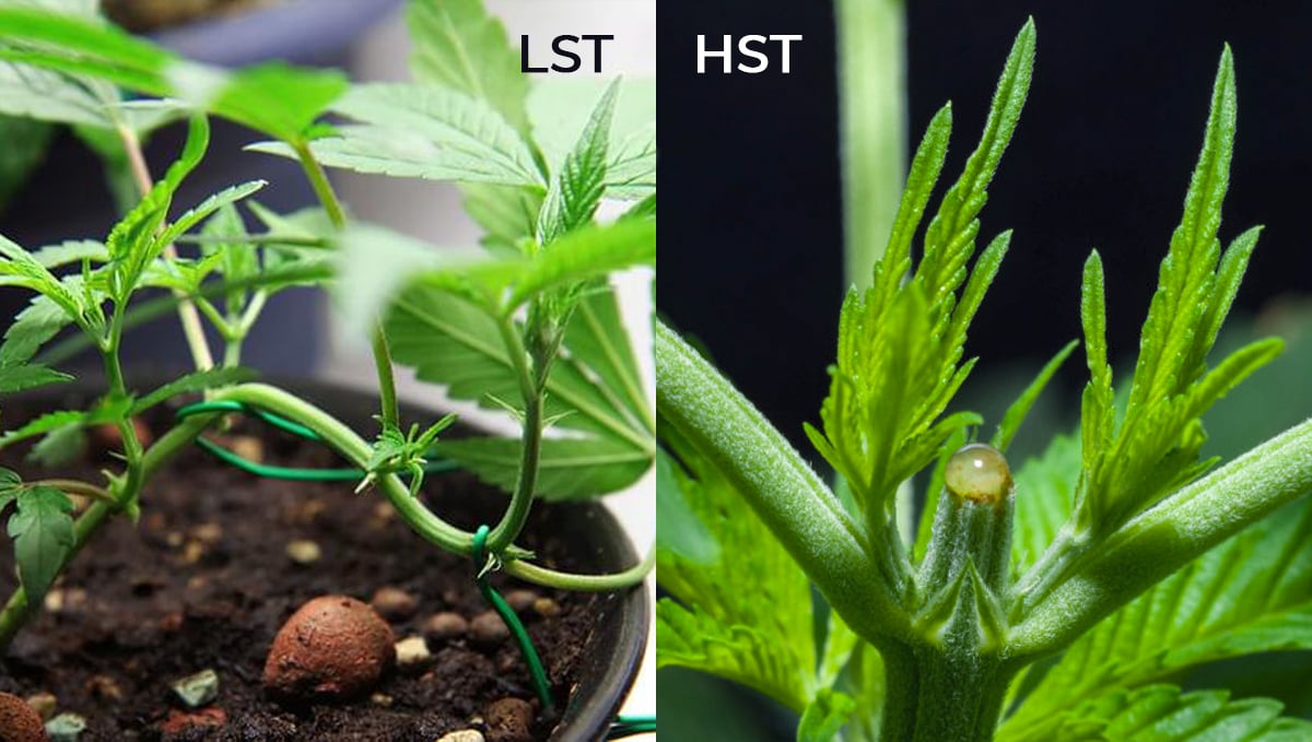 Growing Cannabis Bonsai: Myth Or Reality?