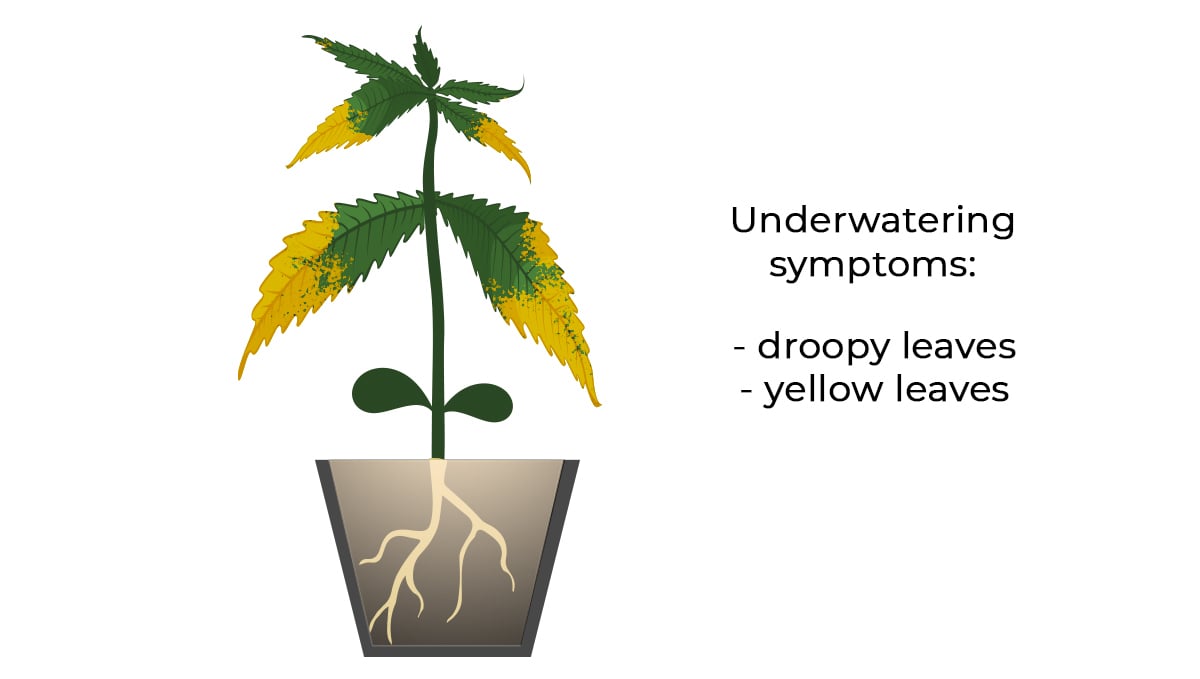 Common cannabis seedling problems: underwatering