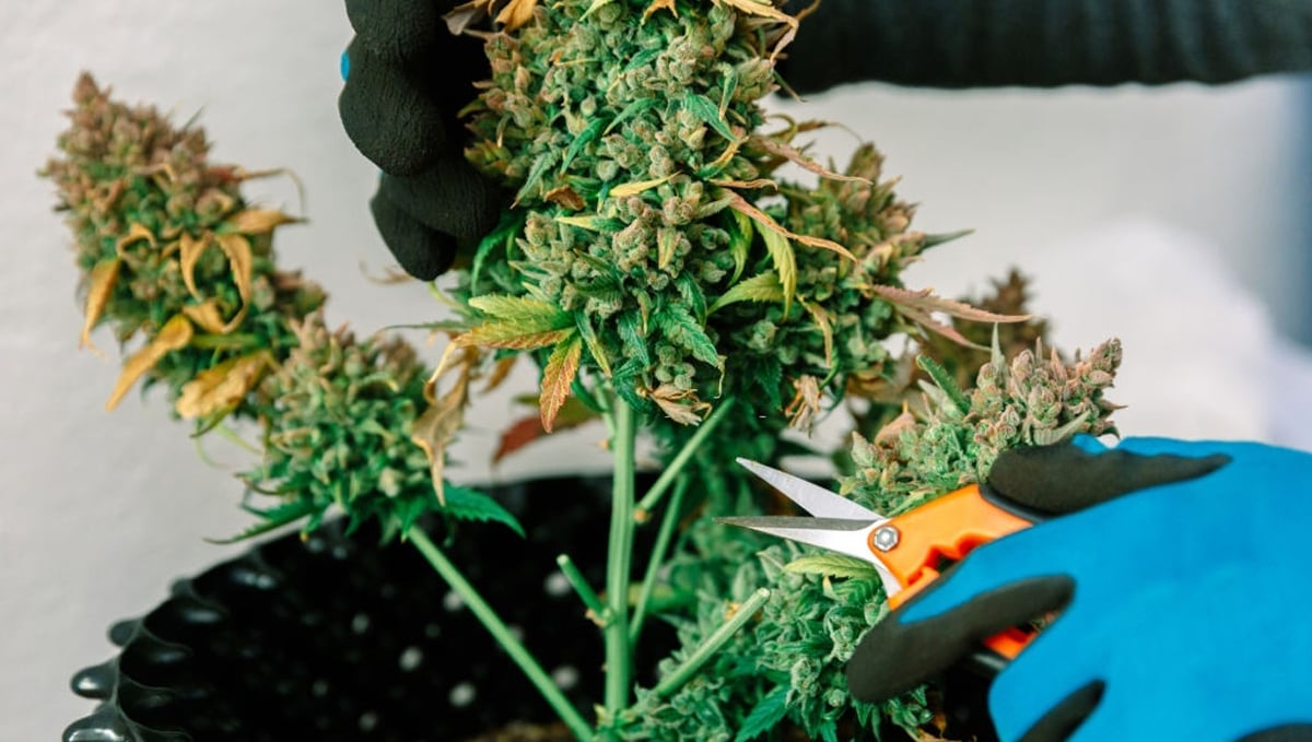 Growing Autoflowering Cannabis Outdoors: supporting plants with tomato wire cages