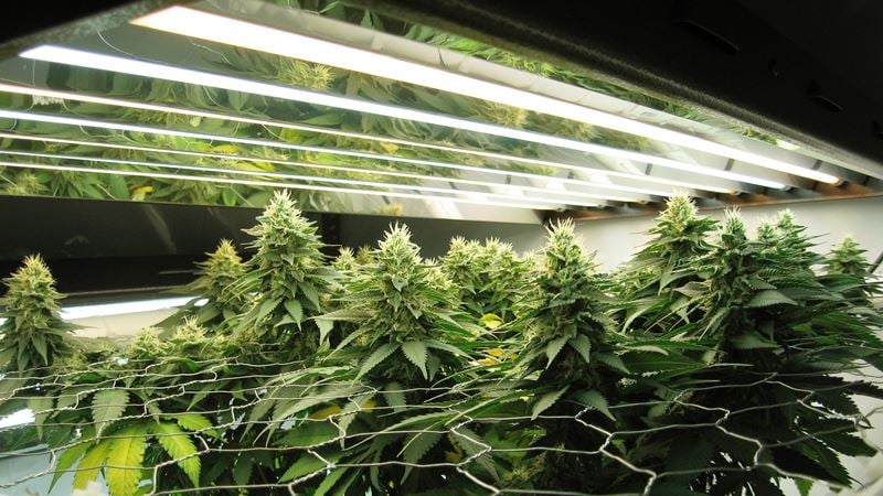 cannabis growing in fluorescent lights