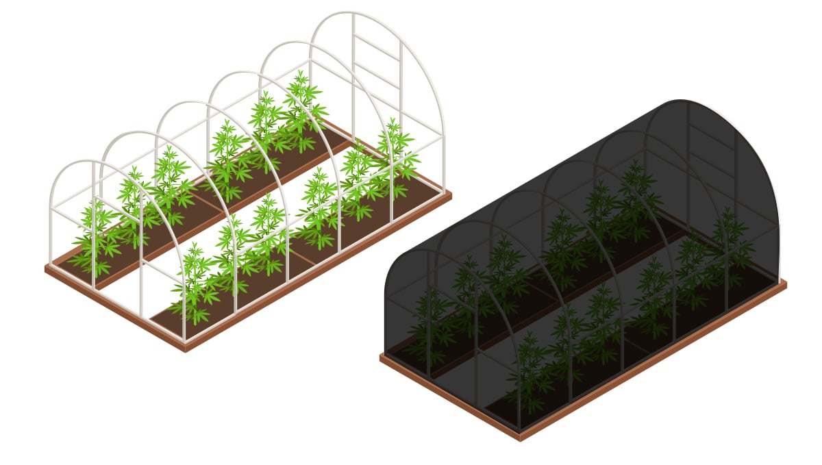 How to grow light dep weed