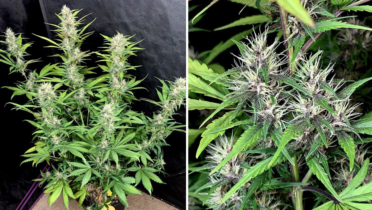 Les bases de la culture d'autofloraisons en terre: semaine 6