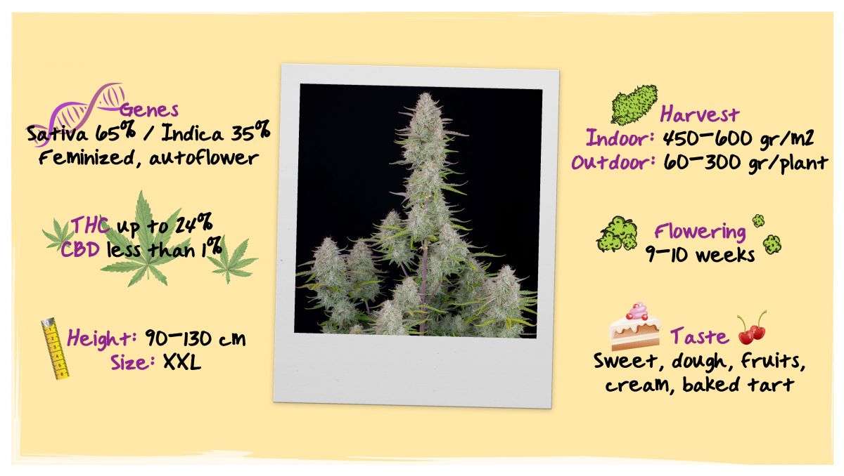 Grow Specs - Wedding Cheesecake Auto Grow Specs - Wedding Cheesecake Auto