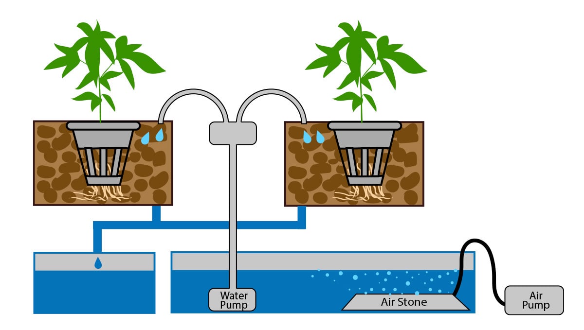Autoflowering cannabis in hydro: drip irrigation and continuous drip irrigation