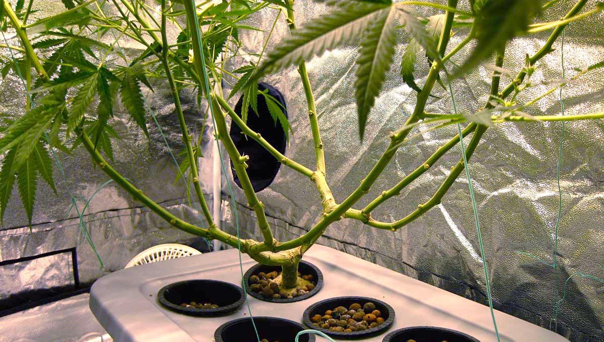 How To Increase Yields: The result of defoliation of a cannabis plant